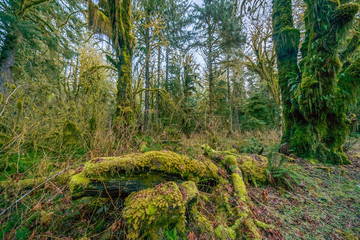 Green thickets in the forest of old-growth trees. Beautiful ferns grow between huge trees in temperate rain forests. Hoh Rain Forest, Olympic National Park, Washington state, USA