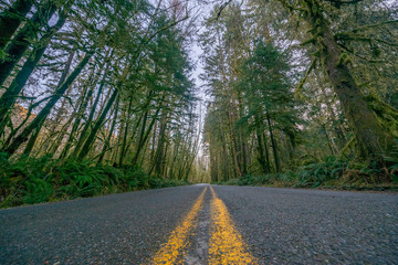 Obraz premium The road through rainforest with lots of trees covered with moss. Hoh Rain Forest, Olympic National Park, Washington state, USA