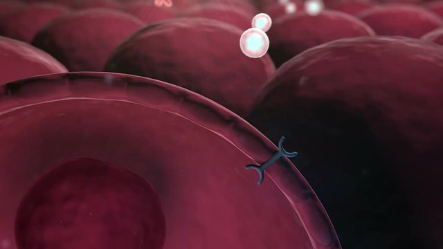 mechanism of action of insulin, glucose, Human Insulin, structure of the molecule, protein and cell structure, mitochondria and receptors in the human cell