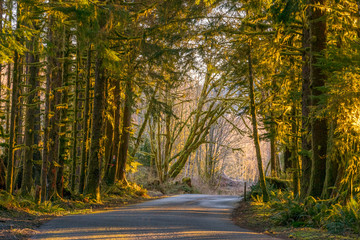 The road through rainforest with lots of trees covered with moss. Hoh Rain Forest, Olympic National Park, Washington state, USA