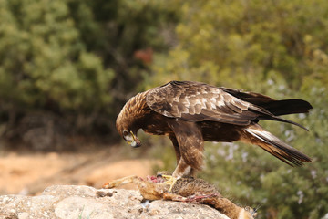 young male of golden eagle