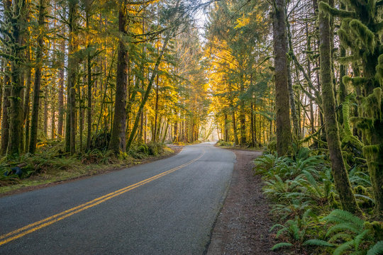 Fototapeta The road through rainforest with lots of trees covered with moss. Hoh Rain Forest, Olympic National Park, Washington state, USA