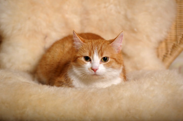 Red with a white cat at home