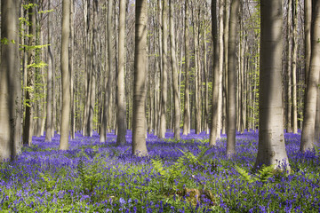 Fototapeta na wymiar Magical forest. The blossoms of wild hyacinths. Hallerbos, Belgium.