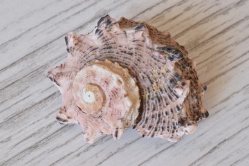 sea shell
