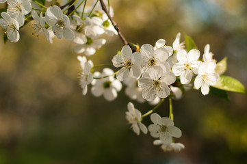 Obraz premium Blooming cherry tree. White delikate pink flowers and buds in the sunny spring day. Blooming apple tree flowers.