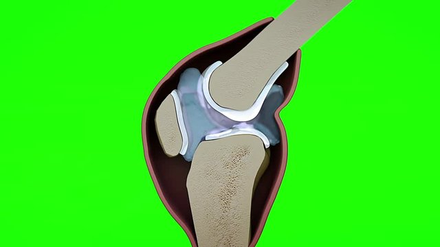 human knee, knee, 3d rendered knee illustration, pain illustration knee side, 3d illustration knee side, Knee x-ray, human knee on a green Background,