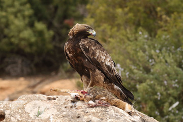Obraz premium young male of golden eagle