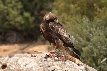 young male of golden eagle