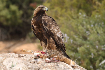 young male of golden eagle