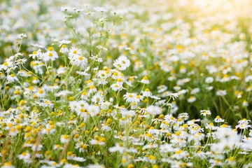 Wall murals Daisies Field of daisy flowers in summer