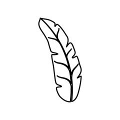 leaf icon over white background. vector illustration
