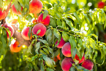 Fresh ripe peach on tree in summer orchard