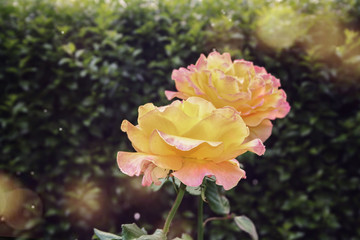 Obraz premium very beautiful yellow rose in the garden