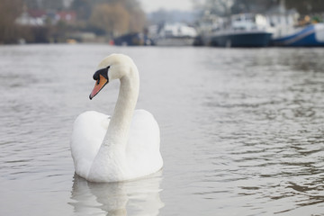 Obraz premium Beautiful Swan on a River