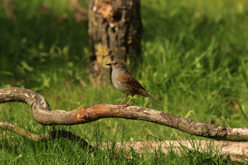 Wachsame Heckenbraunelle