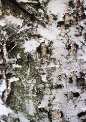 Bark of a young birch