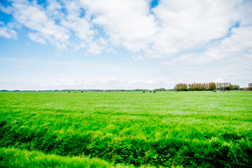 Fototapeta na wymiar green landscape view with grass water and blue sky