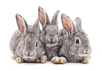 Obraz premium Baby rabbits.