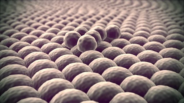 Cell division, Microscopic image of cells, 3d rendering, process of the Cell division, Microscopic image of cells, multiplication of cells, division of cancer cell