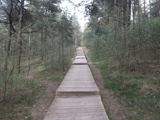 Fototapeta premium forest