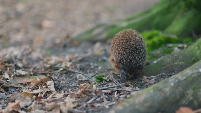 Careful little forest ambulance hedgehog moving forward near mossy roots of the huge tree, Steady cam, slow mo shot