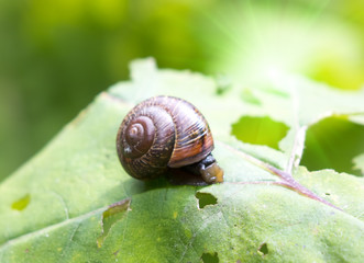 snail on a leaf