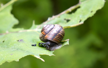 snail on a leaf