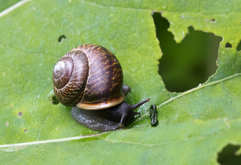 snail on a leaf