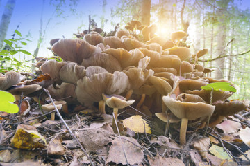 mushrooms on a stub in the wood