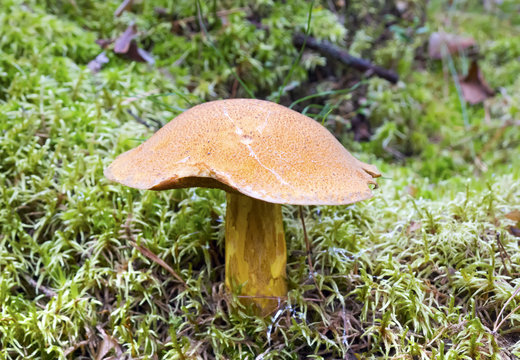 mossiness mushroom in a moss