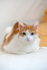 Ginger kitty lie on bed with folded paws and looking straight to camera on portrait