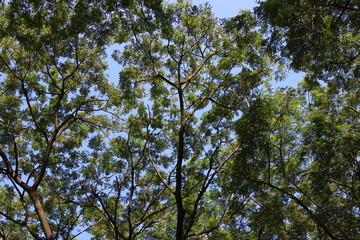 Obraz premium Green Tree