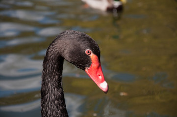 Fototapeta premium Black swan swimming in water.