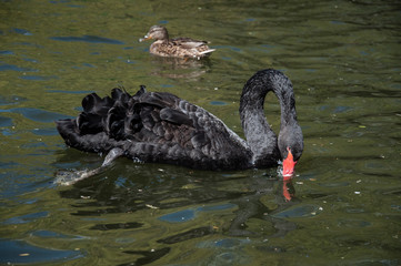 Naklejka premium Black swan swimming in water