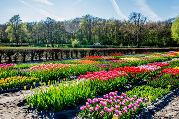 landscape view with colorful flowers background in Netherlands