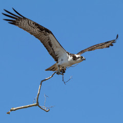 Osprey building nest