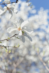 White magnolia flower in early spring, selective focus