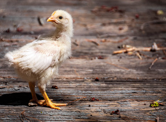 chick