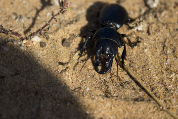 Escarabajo de playa