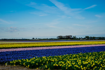 landscape view with colorful flowers background in Netherlands