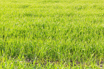 Green shoots of winter wheat in the field