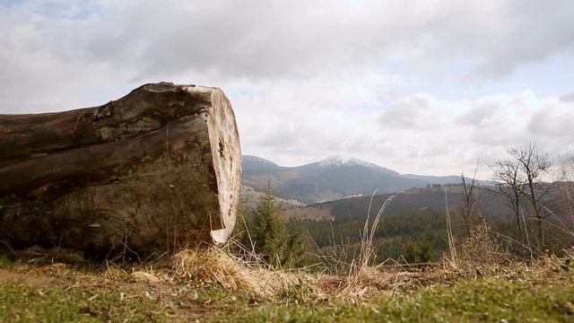 Fallen trees on a background of mountains. The tops are covered with snow, early spring