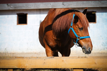 Red anrlo-arabian horse in a blue halter