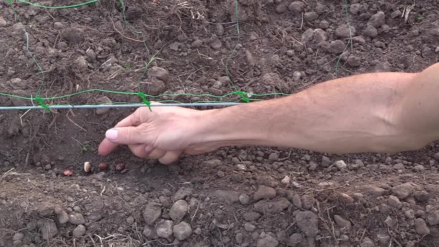 Sow runner beans
