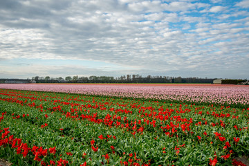 Fototapeta na wymiar landscape view with colorful flowers background in Netherlands