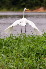 White bird in flight in a lagoon on Rio Negro in the Amazon River basin, Brazil, South America