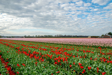 Fototapeta na wymiar landscape view with colorful flowers background in Netherlands