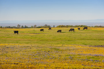 Fototapeta na wymiar North Table Mountain Ecological Reserve, Oroville, California. An elevated basalt mesa with beautiful vistas of spring wildflowers, waterfalls, lava outcrops and a rare type of vernal pool.