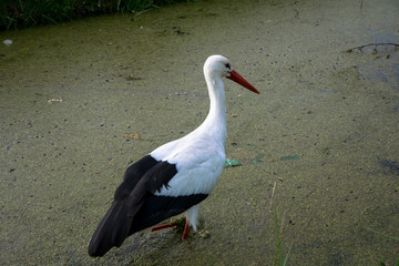 lonely bird searching for food in the river Netherlands Europe
